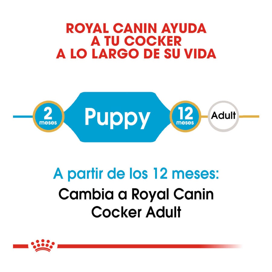 3 kg Royal Canin Puppy Cocker pienso para perros, , large Imagen numero 7